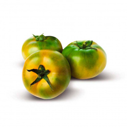 pomodoro-tondo-verde